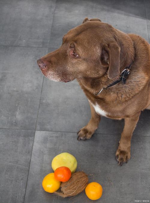 狗能吃橘子吗为什么_喂小狗橘子好处多，但要注意量和方法！