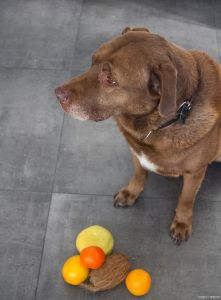 狗能吃橘子吗为什么_喂小狗橘子好处多，但要注意量和方法！