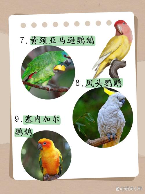 十大会说话鹦鹉的排名_亚马逊非洲灰最厉害 十大会说话鹦鹉的排名_亚马逊非洲灰最厉害