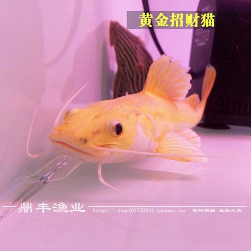 狗仔鲸黄化图片_狗仔鲸黄化基因突变或环境影响