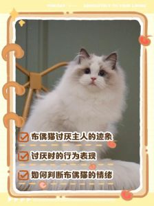 猫最恨主人十大表现_主人快看懂！
