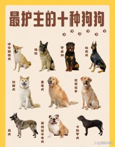 十大最旺家的狗排名_拉布拉多金毛吉娃娃等招财狗狗！