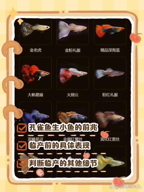 孔雀鱼繁殖前兆图片_孔雀鱼要生了,肚子方尾鳍斑深,准备隔离缸! 孔雀鱼繁殖前兆图片_孔雀鱼要生了,肚子方尾鳍斑深,准备隔离缸!