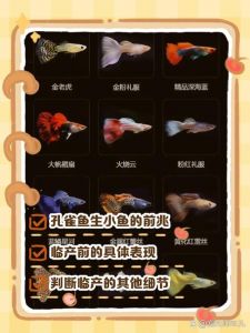 孔雀鱼繁殖前兆图片_孔雀鱼要生了，肚子方尾鳍斑深，准备隔离缸！