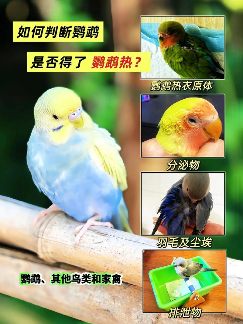 鸟正常人会得鹦鹉热吗_鸟源传染病,注意防护很重要! 鸟正常人会得鹦鹉热吗_鸟源传染病,注意防护很重要!