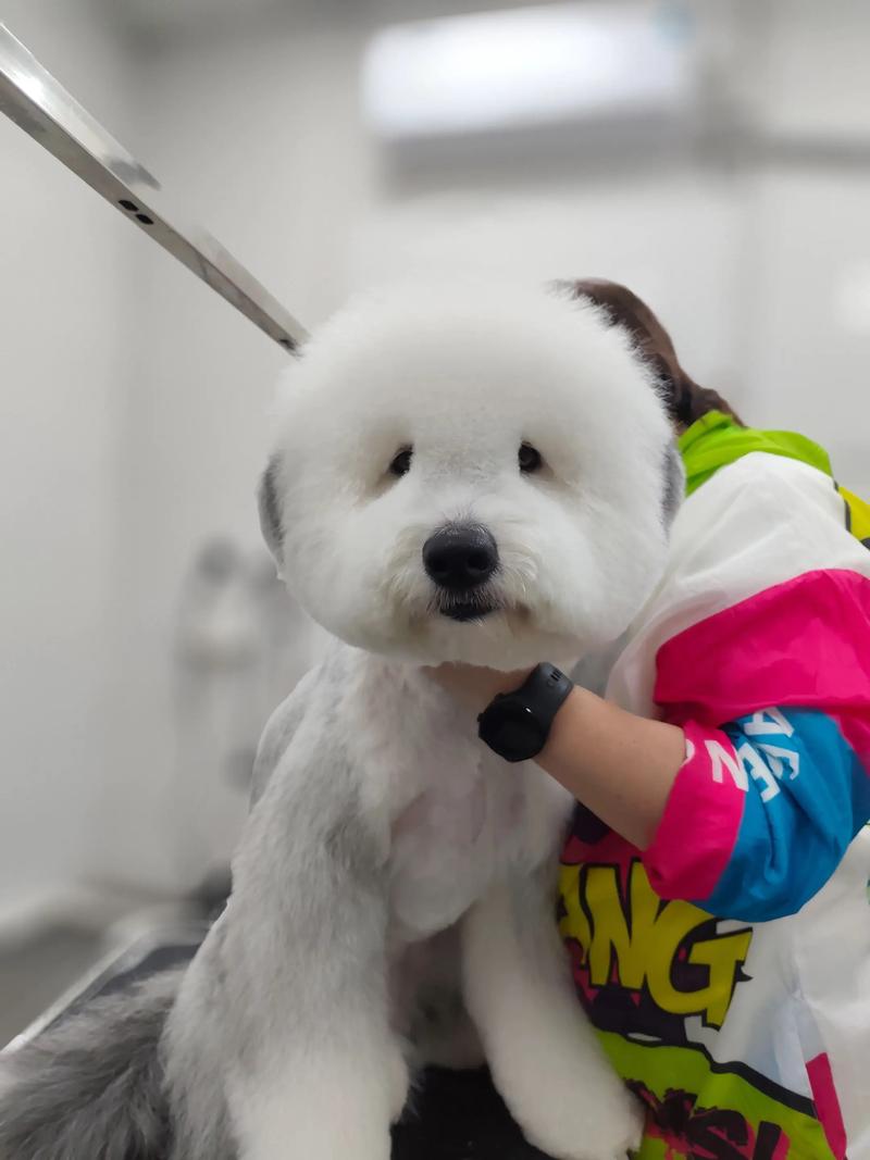 古牧犬算大型犬吗_聪明忠诚,需大空间运动,适合庭院家庭 古牧犬算大型犬吗_聪明忠诚,需大空间运动,适合庭院家庭