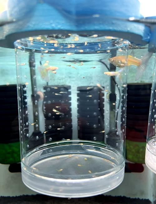 孔雀鱼繁殖前兆图片_孔雀鱼要生了,肚子方尾鳍斑深,准备隔离缸! 孔雀鱼繁殖前兆图片_孔雀鱼要生了,肚子方尾鳍斑深,准备隔离缸!