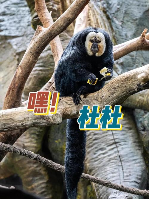 绿鬣蜥能吃玉米吗_绿鬣蜥吃玉米虫易胀气，别当主食！