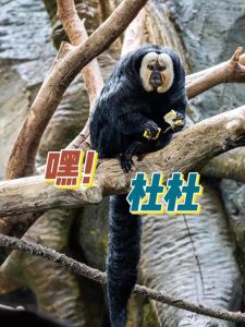 绿鬣蜥能吃玉米吗_绿鬣蜥吃玉米虫易胀气，别当主食！