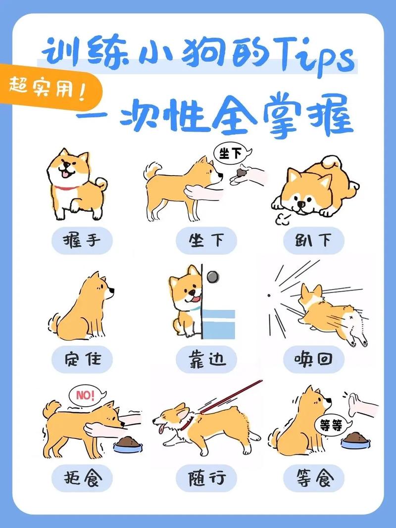 狗狗训练口令手势图解_狗狗口令手势训练，简单有效促理解