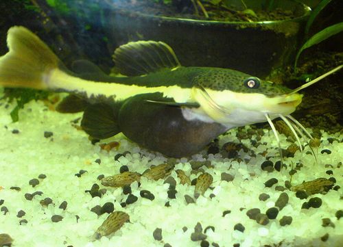 狗仔鲸是哺乳动物吗_热带观赏鱼,需细致饲养 狗仔鲸是哺乳动物吗_热带观赏鱼,需细致饲养