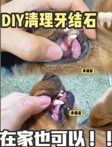 狗狗去除牙结石小妙招_狗狗口臭牙结石怎么办？