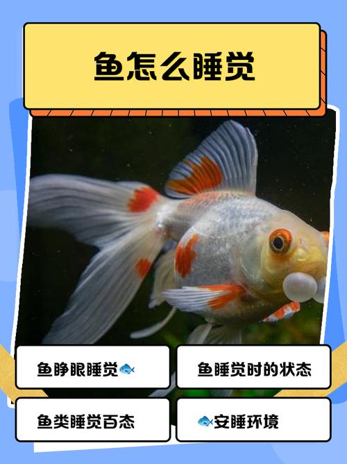 鱼睡觉为什么睁着眼睛_鱼睁眼睡觉不用愁,水里有保护! 鱼睡觉为什么睁着眼睛_鱼睁眼睡觉不用愁,水里有保护!