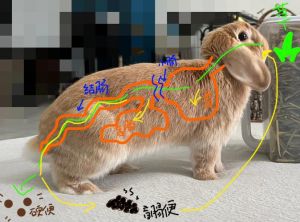 怎么判断兔子吃饱了_吃饱了的兔子小细节
