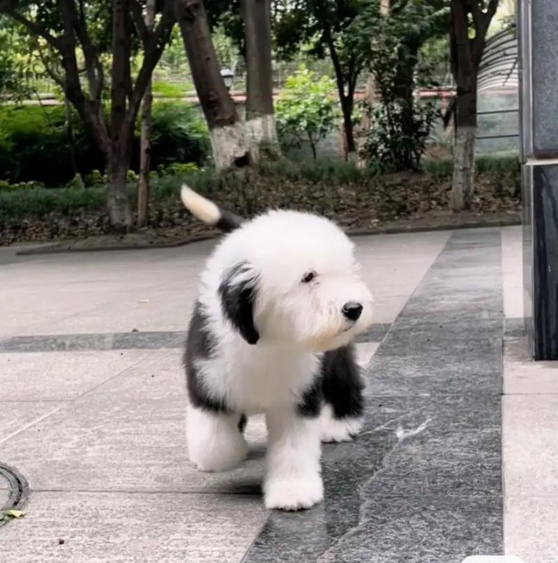 古牧犬有攻击性吗_美丽但需精心照料 古牧犬有攻击性吗_美丽但需精心照料