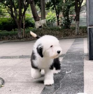 古牧犬有攻击性吗_美丽但需精心照料