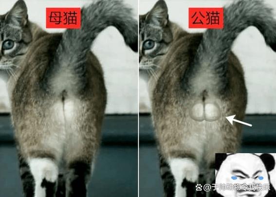 公猫母猫怎么分辨图_公母猫怎么分?看特征识性别 公猫母猫怎么分辨图_公母猫怎么分?看特征识性别