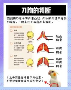 牡丹鹦鹉刀胸图片_牡丹鹦鹉刀胸怎么办？科学调理保健康！