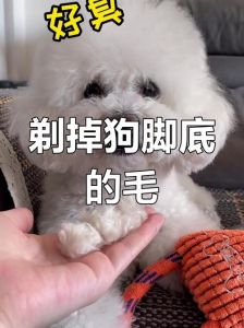 为什么不建议剪狗狗脚底的毛_狗狗脚底毛要留，保护不热防打滑