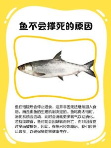 观赏鱼能撑死吗_少喂多餐保健康，科学喂鱼鱼儿壮