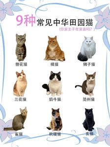 猫品种大全100种_100种猫咪品种大赏，找到你的专属萌宠！