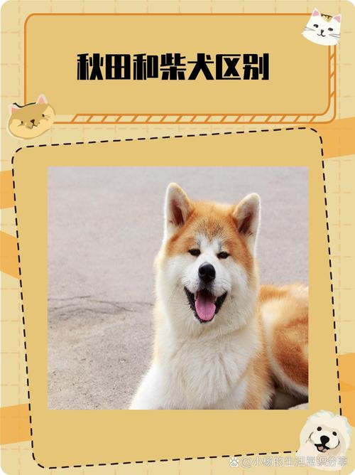 柴犬和秋田犬的异同点_体型性格大不同！