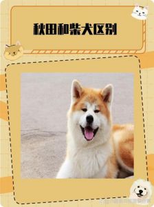 柴犬和秋田犬的异同点_体型性格大不同！