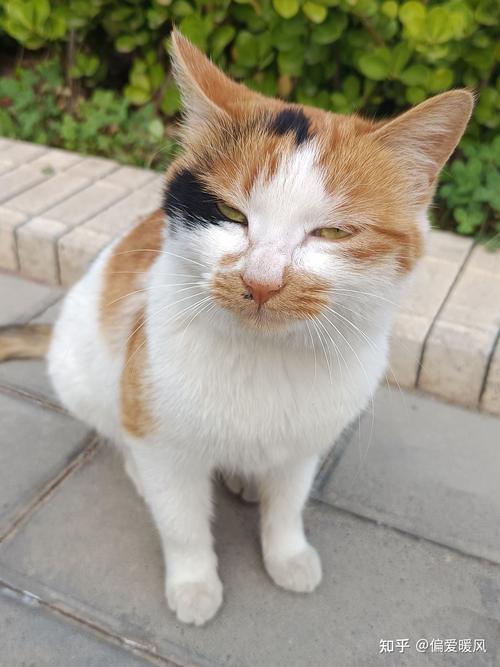 各种猫图片大全大图_英短美短布偶等，养猫指南