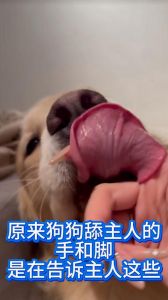 狗狗舔主人手脚意味着什么_表达爱意与尊敬的亲密行为
