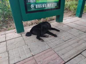 宠物狗被遗弃多久算流浪狗_警惕！养狗是责任，别让狗狗流浪受苦