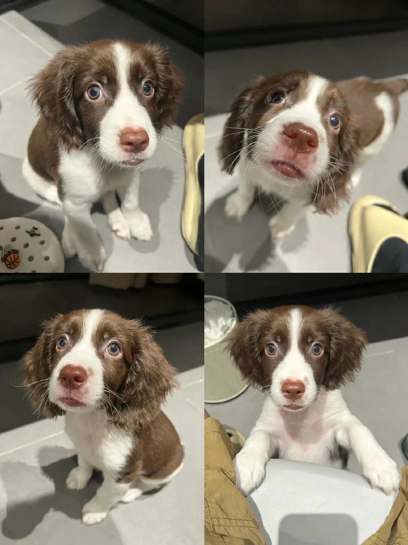 史宾格犬随地大小便_定点训练解决史宾格随地大小便 史宾格犬随地大小便_定点训练解决史宾格随地大小便