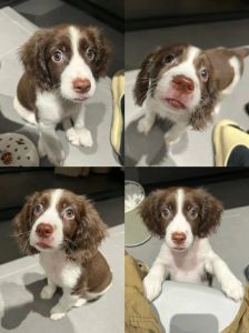 史宾格犬随地大小便_定点训练解决史宾格随地大小便