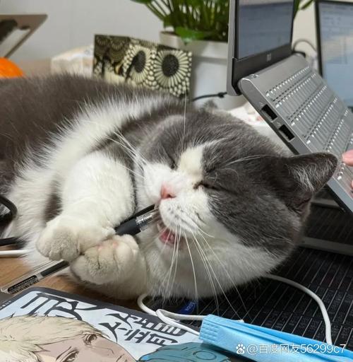 寿司猫大脑训练_猫咪游戏激发潜能,增进感情 寿司猫大脑训练_猫咪游戏激发潜能,增进感情