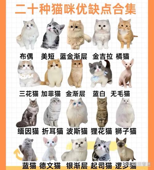 猫品种大全100种带图_100种猫咪名字特点,养猫选对品种幸福多! 猫品种大全100种带图_100种猫咪名字特点,养猫选对品种幸福多!