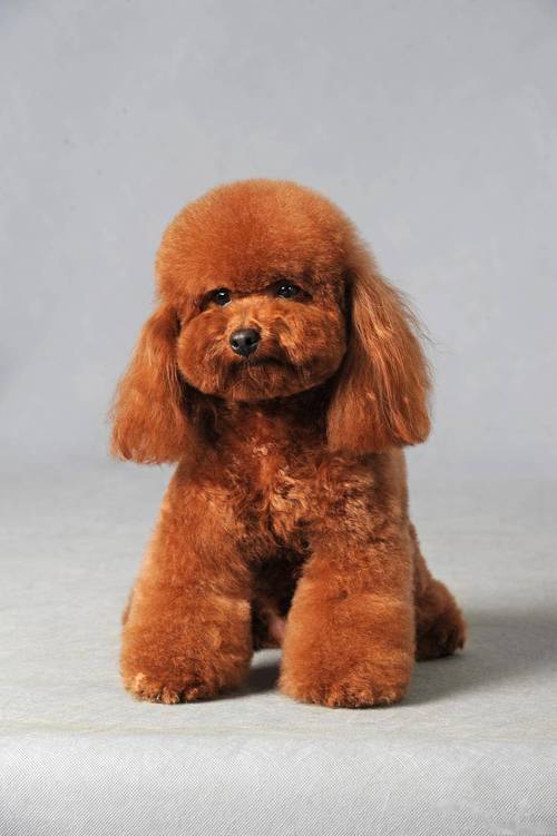 十大建议穷人养的狗_10种预算友好家庭宠物