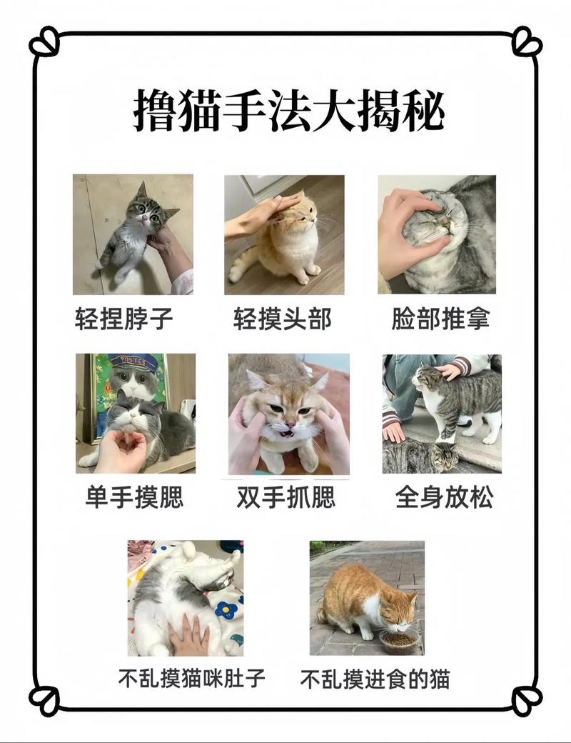 训练猫的十大方法_耐心温柔引导，赢得猫咪信任，养成好习惯