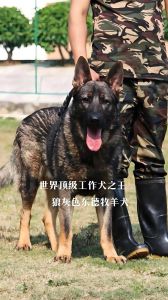 十大牧羊犬排行榜图片_帅气忠诚牧羊犬，给你欢乐陪伴！