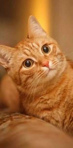 猫咪图片大全可爱_可爱猫咪图，治愈人心！