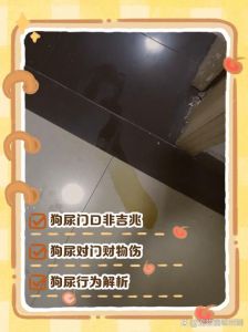 狗乱拉乱尿 越打越害怕不改_狗狗乱尿怎么办？排查健康，耐心训练