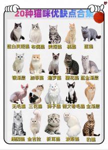 猫种类大全带图_猫咪种类多，选对更快乐