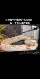 宠物蛇可不可以吃活老鼠_不同种类蛇的喂食要点