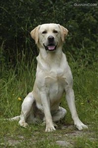 拉布拉多猎犬原产地_拉布拉多猎犬起源与饲养小知识