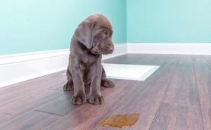 拉布拉多训练大小便_聪明拉布拉多，定点大小便易训练