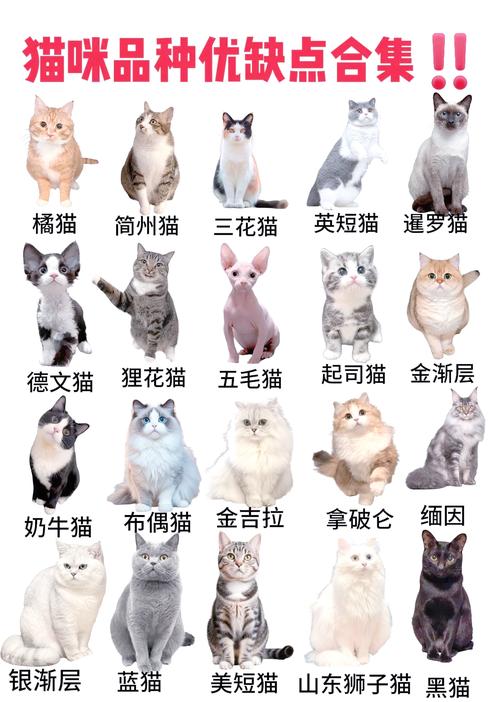 猫的品种大全及图片_布偶英短缅因德文卷毛猫特点及喂养 猫的品种大全及图片_布偶英短缅因德文卷毛猫特点及喂养