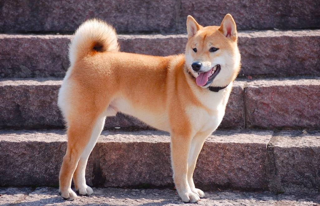 中国最干净狗第一名_狗狗体味轻有啥秘密?这5种狗特别香 中国最干净狗第一名_狗狗体味轻有啥秘密?这5种狗特别香