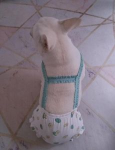 狗狗穿生理裤怎么拉尿_狗狗穿生理裤，有口直接尿，无口需勤换洗