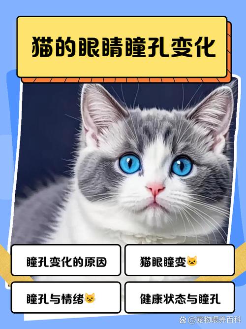靠近猫咪猫咪瞳孔缩小是为啥_猫咪瞳孔大小看情绪,小瞳孔通常放松 靠近猫咪猫咪瞳孔缩小是为啥_猫咪瞳孔大小看情绪,小瞳孔通常放松
