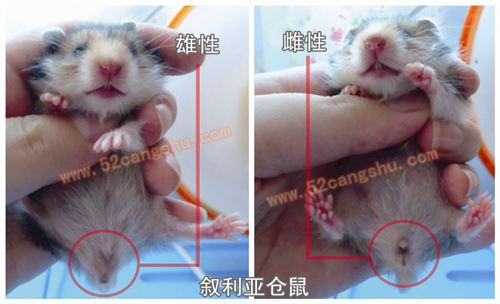 成年仓鼠公母参照图_区分公母仓鼠看蛋蛋香腺,幼鼠看乳头间隔 成年仓鼠公母参照图_区分公母仓鼠看蛋蛋香腺,幼鼠看乳头间隔