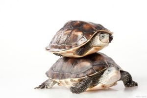 什么龟最通人性最粘人_养龟有趣，选对龟做伴侣