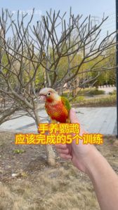 成年鹦鹉训练_72小时信任+7天稳定训练